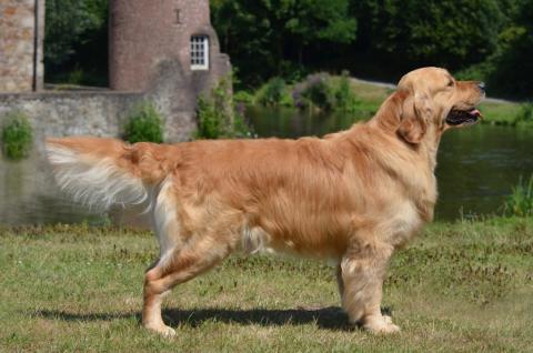 Gorgeous Chavez Of Golden Nature